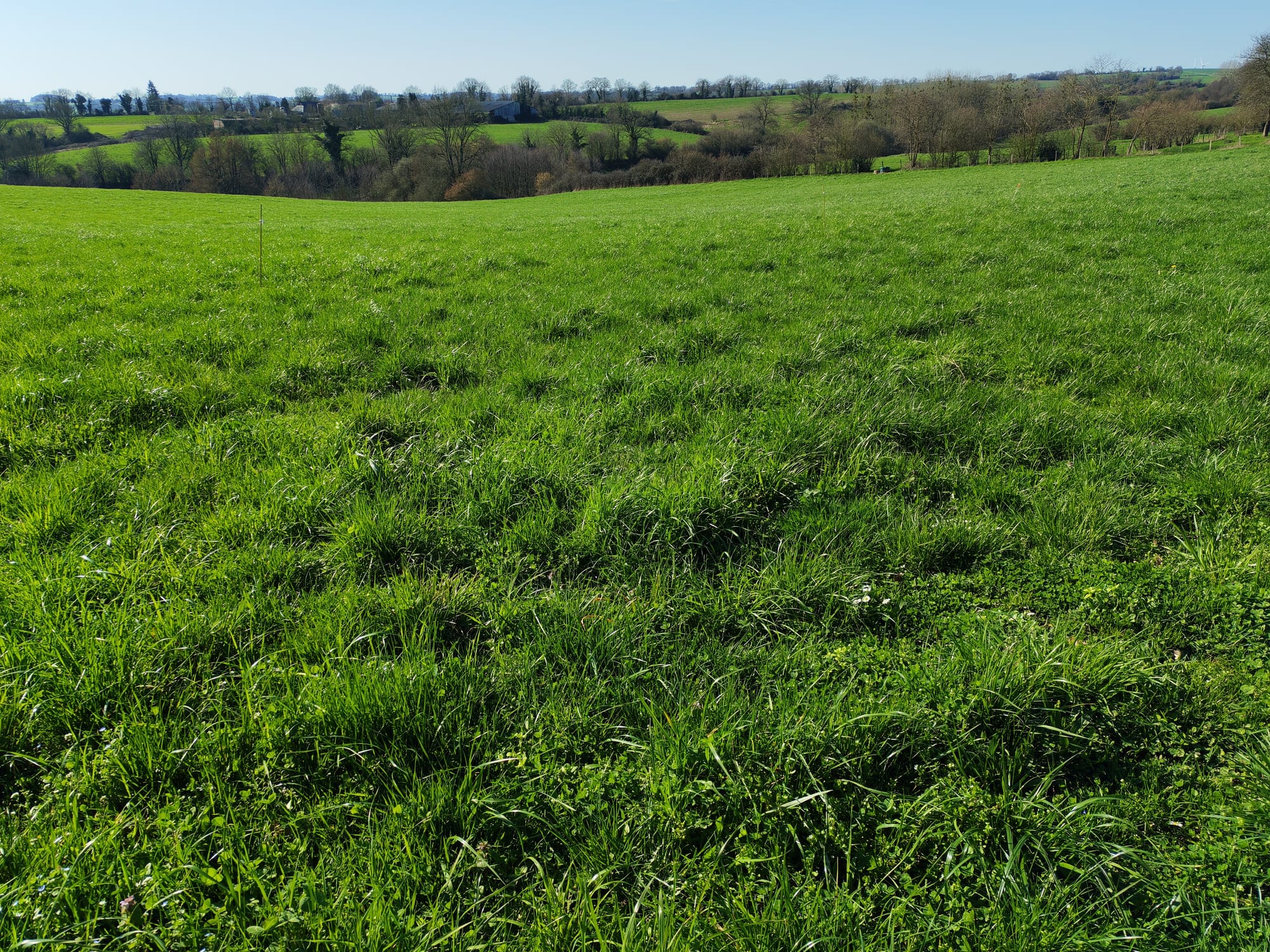Lettre 4 : Toutes à la prairie !