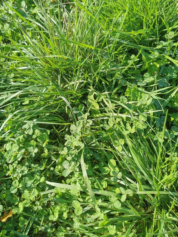 La résilience des prairies