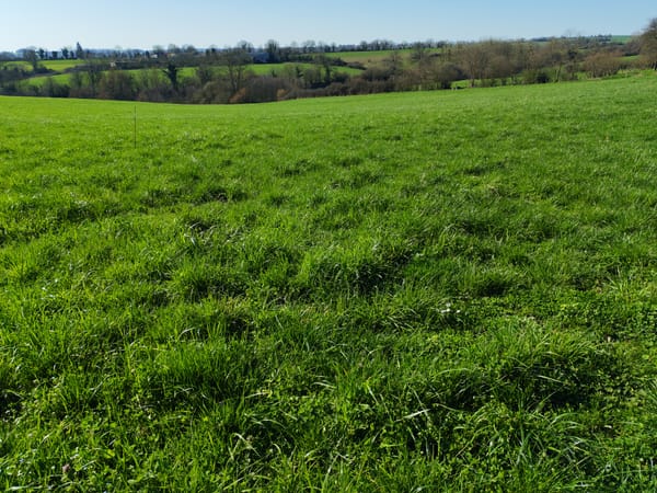 Lettre 4 : Toutes à la prairie !