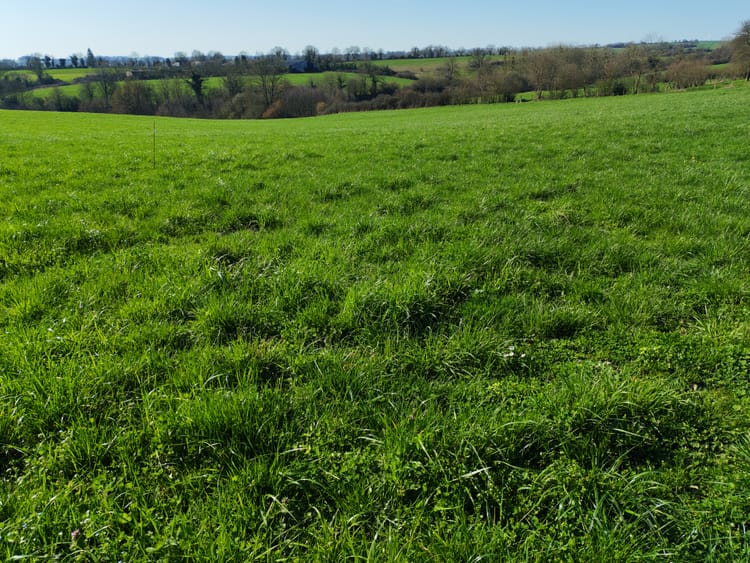 Lettre 4 : Toutes à la prairie !