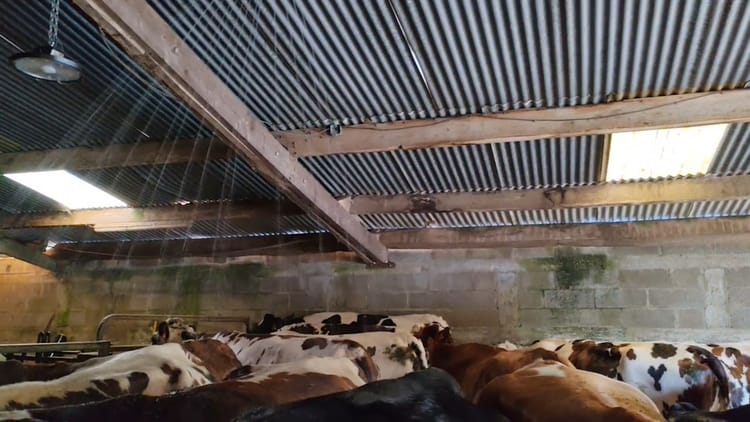 Le spa des vaches : elles adorent !